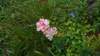 KIMG0721.JPG
